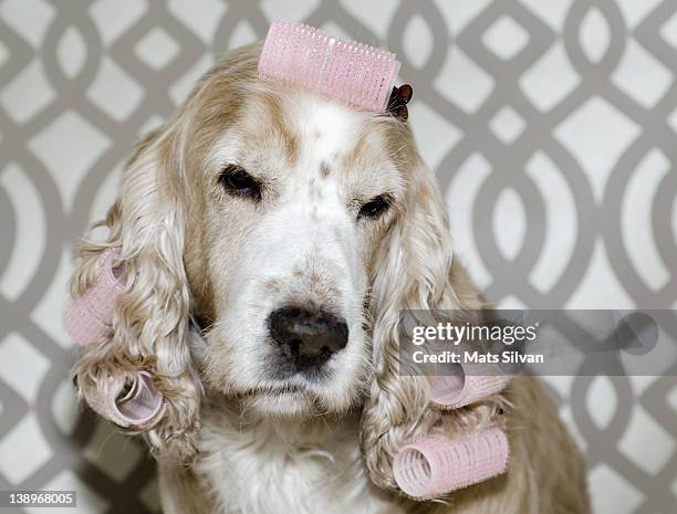 dog with curlers - hair curlers stockfoto's en -beelden