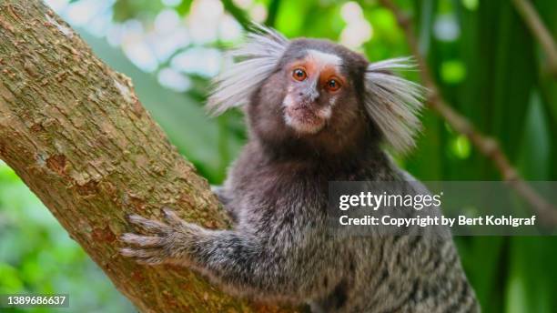 mico - primates stock pictures, royalty-free photos & images