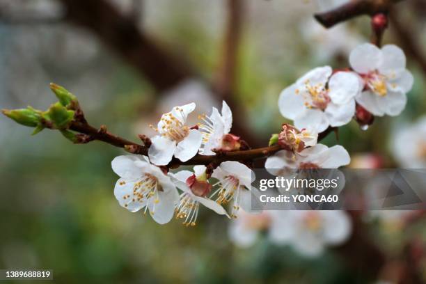apricot blossoms - aprikosenbaum stock-fotos und bilder
