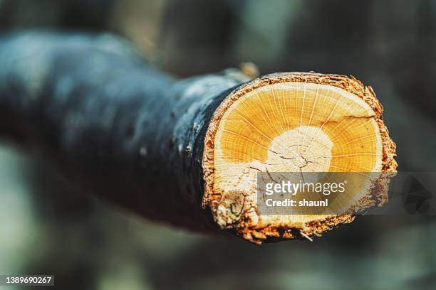 cut tree branch - sawing stock pictures, royalty-free photos & images