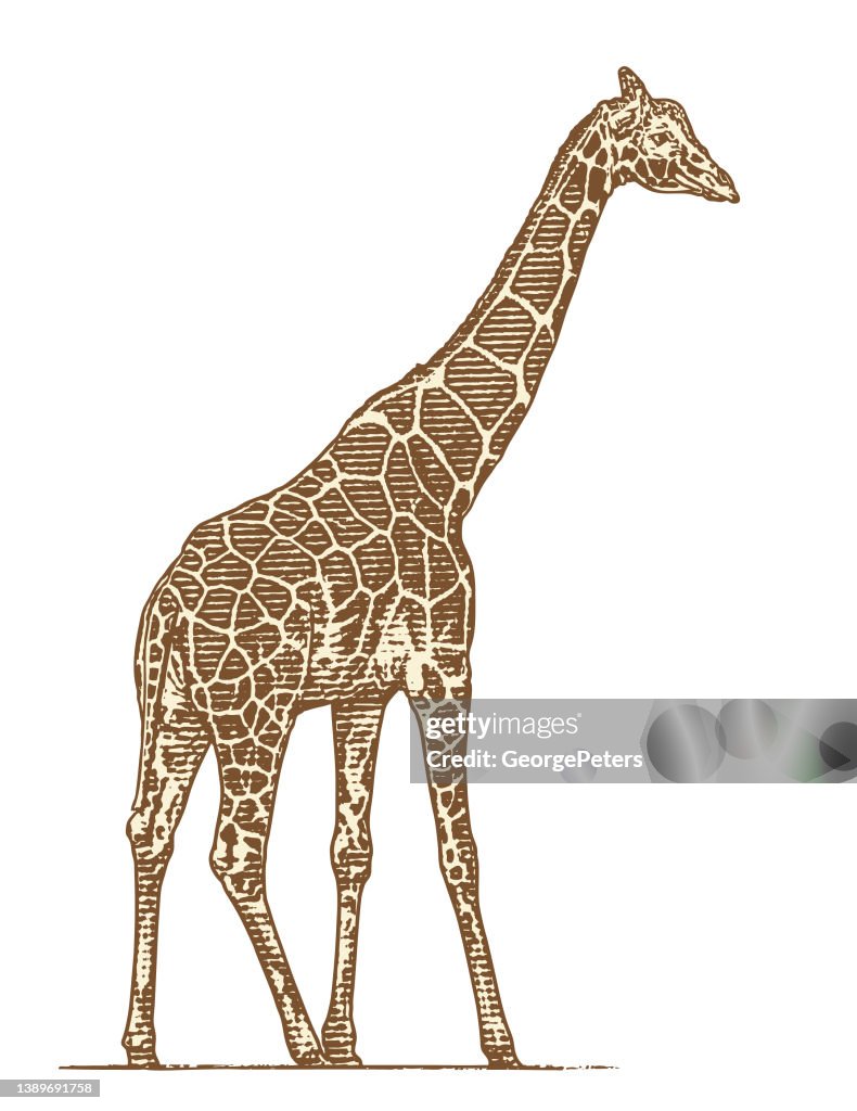 Giraffe on white background