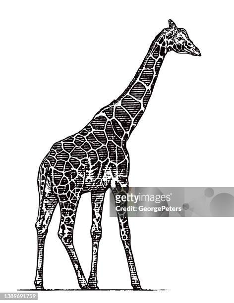 bildbanksillustrationer, clip art samt tecknat material och ikoner med giraffe on white background - white giraffe
