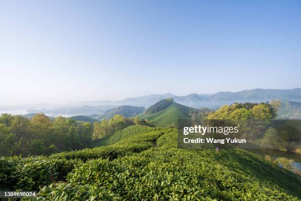 the beautiful tea mountain in spring, here is the origin of "xinyang maojian" tea - henan province 個照片及圖片檔