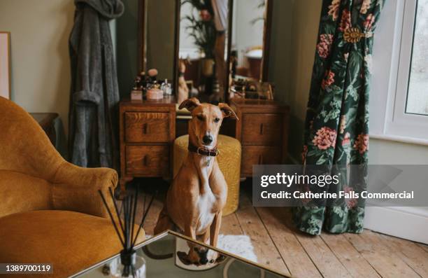 image of a young lurcher looking rather snooty in a luxurious bedroom - upper class stock-fotos und bilder