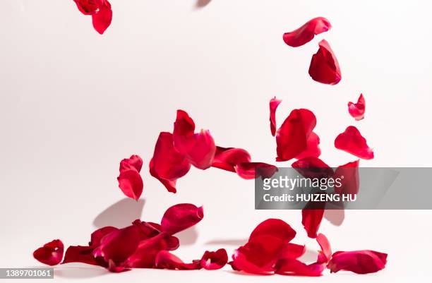rose petals fall to the floor - rose ceremony stock pictures, royalty-free photos & images