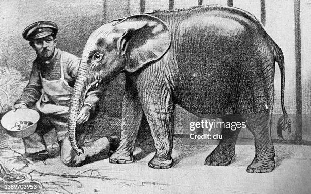 young elephant from cameroon in the zoo - zoology stock illustrations