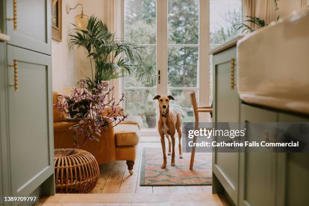 a beautiful young lurcher peers through a stylish kitchen / diner - interieurontwerper stockfoto's en -beelden