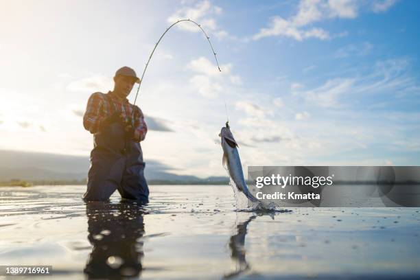 close-up a fisherman landing a fish in the river. - catch of fish stockfoto's en -beelden