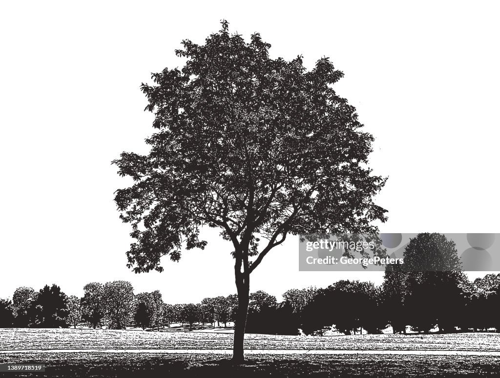 Treelined public park and lawn