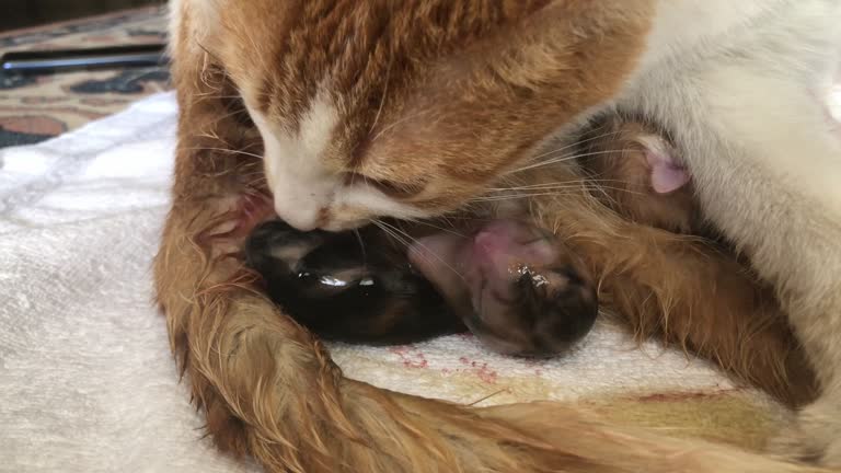 208 Animals Giving Birth Videos and HD Footage - Getty Images 208 Animals Giving Birth Videos and HD Footage - Getty Images