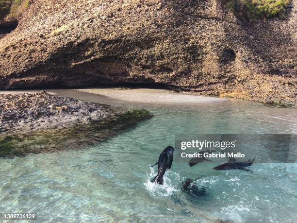 sea lions at wharariki beach in new zealand - tasman district new zealand stock pictures, royalty-free photos & images