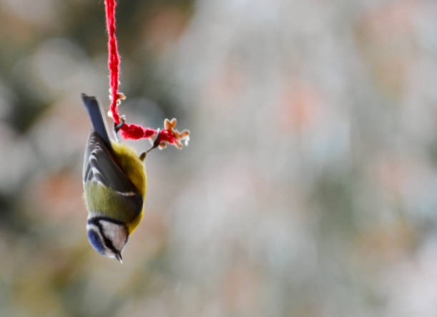 https://media.gettyimages.com/id/1389737285/fr/photo/blue-tit-hanging-upside-down-in-a-red-string-with-remains-from-bird-seed-focus-on-bird.jpg?s=612x612&w=0&k=20&c=CAA8alocrCkRV087j7g-uW51yue_yRd5tNgJb8oMzWs=