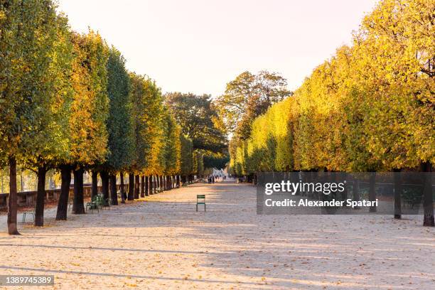 tree alley in jardin des tuileries in paris, france - jardín de las tullerías fotografías e imágenes de stock