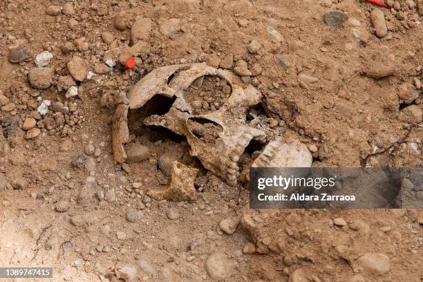 Skeletal remains found in grave at El Carmen cemetery on April 05, 2022 in Valladolid, Spain. Bodies dating from the 1936-1939 Spanish Civil War were...