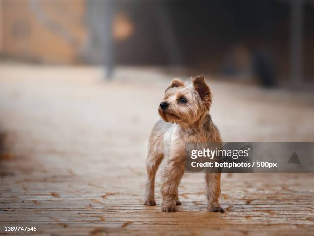 cute adult yorkshire terrier dog standing looking to the side - yorkshire terrier - fotografias e filmes do acervo