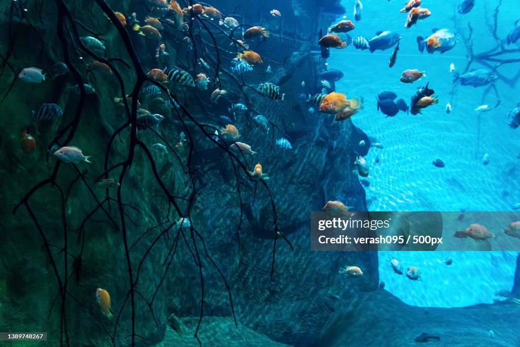 Animals of the underwater marine world Ecosystem