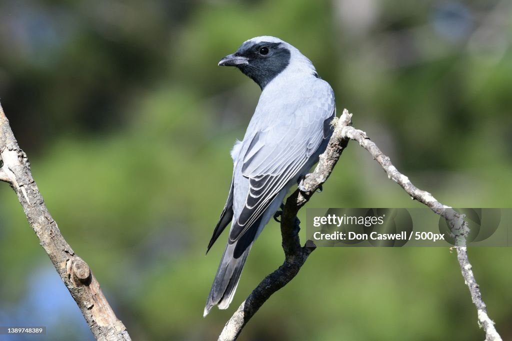 Australian Black-faced Cuckoo-shrike,Close-up of songbird perching on branch,Yungaburra,Queensland,Australia