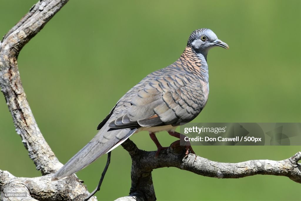 An Australian Bar-shouldered Dove,Close-up of pigeon perching on branch,Yungaburra,Queensland,Australia