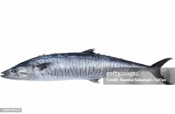 fresh king mackerel fish isolated on white background,thailand - king fish fotografías e imágenes de stock
