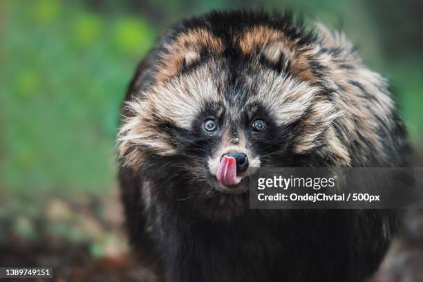 raccoon dog,close-up portrait of monkey,czech republic - tanuki stock pictures, royalty-free photos & images