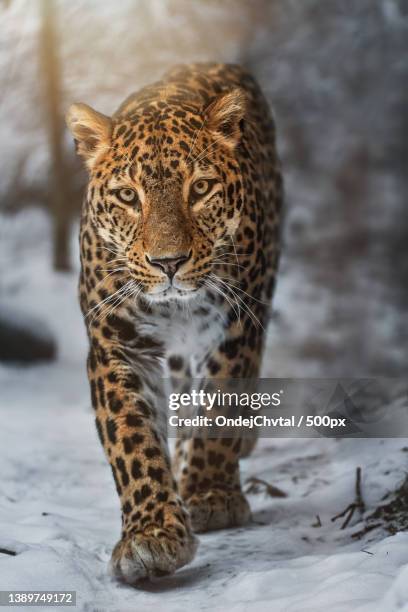 persian leopard,portrait of amur leopard standing in forest,czech republic - amur leopard stock-fotos und bilder