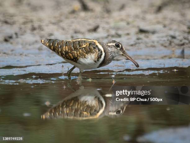 greater painted-snipe m,close-up of sandpiper in lake,kranji marshes,singapore - greater painted snipe stock pictures, royalty-free photos & images