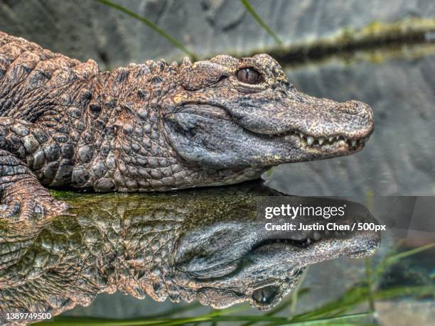 crocodile,close-up of crocodile in lake - crocodile pattern stock pictures, royalty-free photos & images