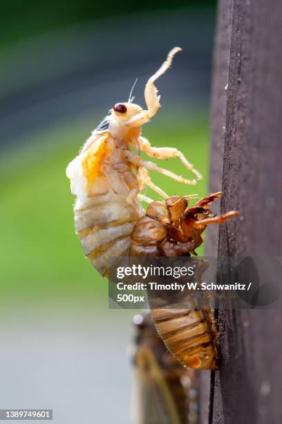 crawling cicada nymph,close-up of insects on plant - animal exoskeleton stock pictures, royalty-free photos & images