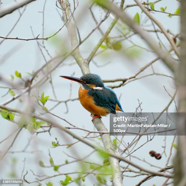 common kingfisher,low angle view of kingfisher perching on branch,osaka,japan - common kingfisher stock pictures, royalty-free photos & images