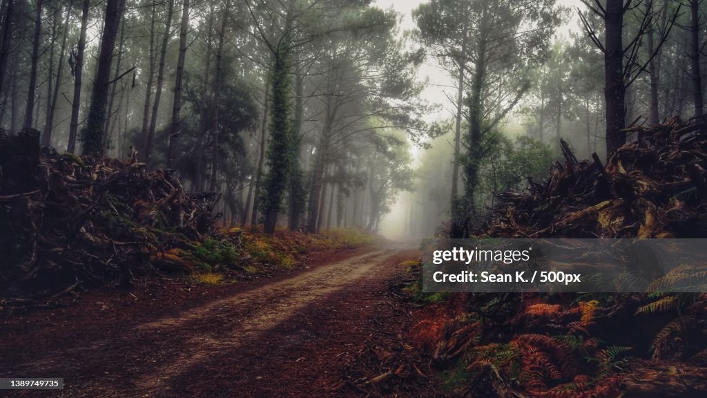 Earth song,Trees in forest during foggy weather,Soustons,France