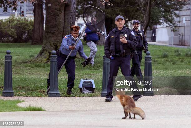 Capitol Hill Police Officers and an officer with the Humane Rescue Alliance Animal Care and Control attempt to trap a fox on the grounds of the U.S....