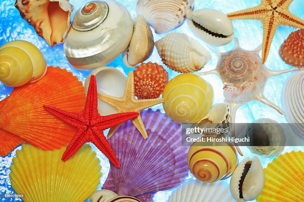 Sea shell