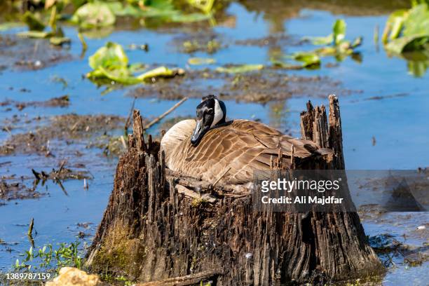 canada goose brooding - birds nest ストックフォトと画像