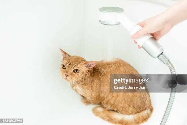 horizontal shot of a munchkin cat taking a bath, clean and wet - angry wet cat stock pictures, royalty-free photos & images