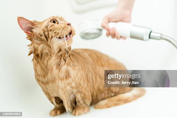 horizontal shot of a munchkin cat taking a bath, clean and wet - munchkin cat bildbanksfoton och bilder