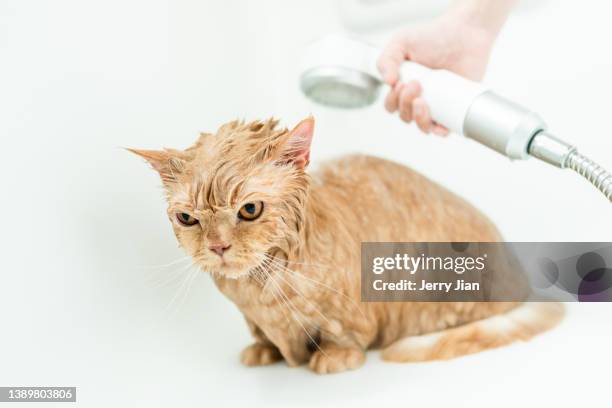 horizontal shot of a munchkin cat taking a bath, clean and wet - angry wet cat stock pictures, royalty-free photos & images