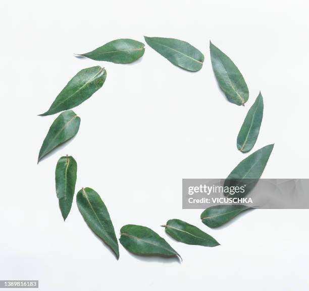 eucalyptus leaves wreath frame on white background. - eucalyptus leaves stock-fotos und bilder