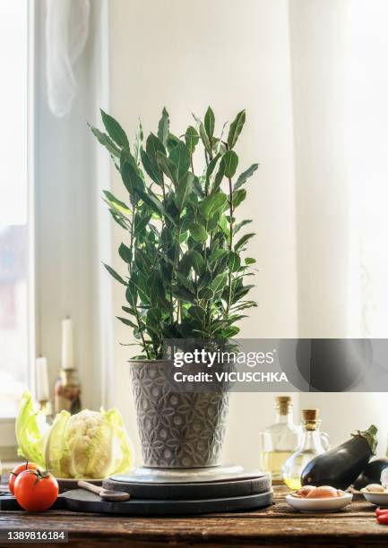 potted bay tree on kitchen table with vegetables and other ingredients at window background - bay tree stock pictures, royalty-free photos & images