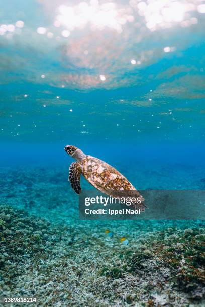 sea turtle swimming in clear tropical water, okinawa, japan - dierenbescherming stockfoto's en -beelden