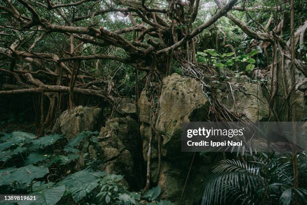 banyan fig trees in jungle, okinawa, japan - banyan tree 個照片及圖片檔