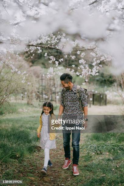father and young daughter walking under sakura cherry blossoms, japan - cherry blossoms in full bloom in tokyo imagens e fotografias de stock