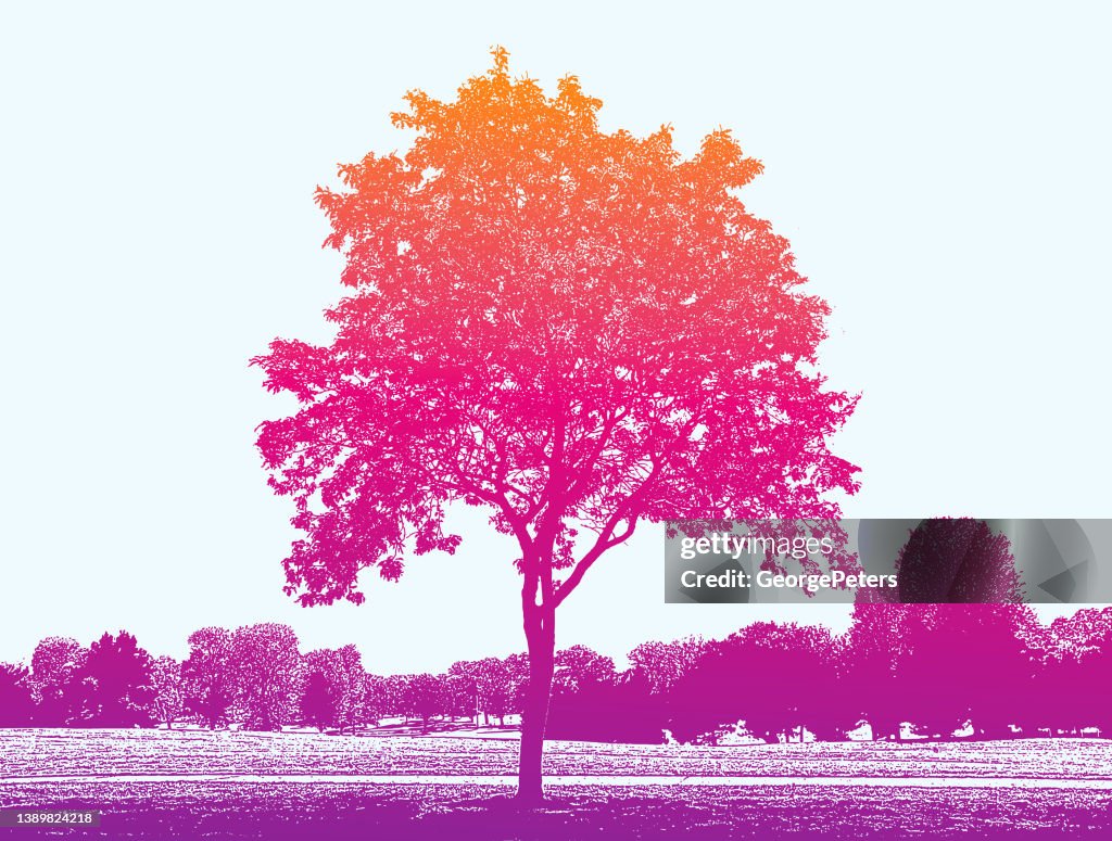 Treelined public park and lawn