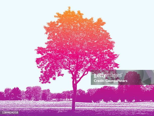 treelined public park and lawn - ash tree stock illustrations