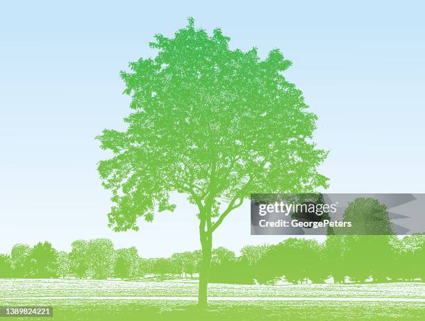 treelined public park and lawn - ash stock illustrations