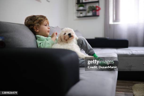 little toddler child, boy, sitting in bed with pet dog - child holding toy dog stock pictures, royalty-free photos & images