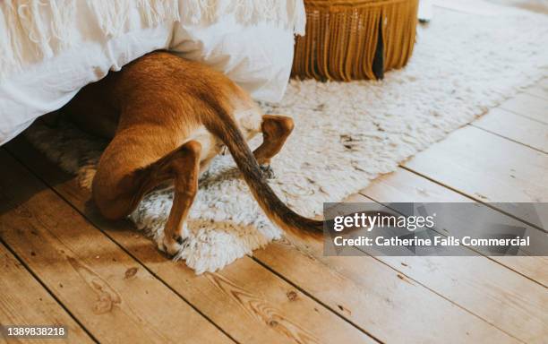 comical image of a dog hiding under a bed, her feet and tail are still visible - cão farejador - fotografias e filmes do acervo