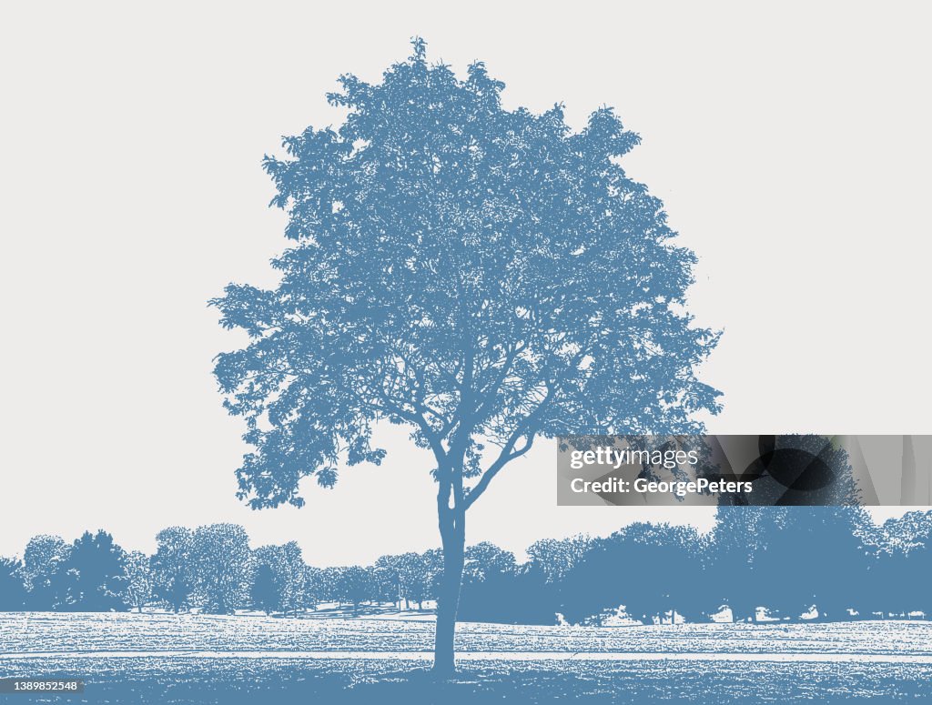 Treelined public park and lawn