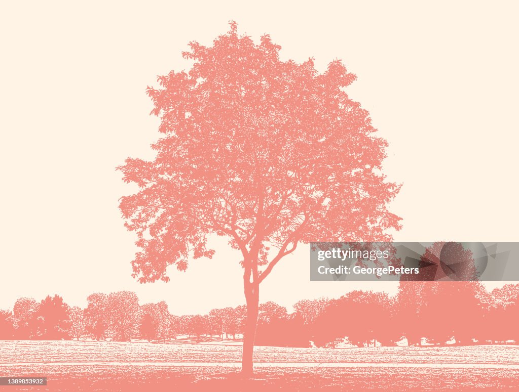 Treelined public park and lawn