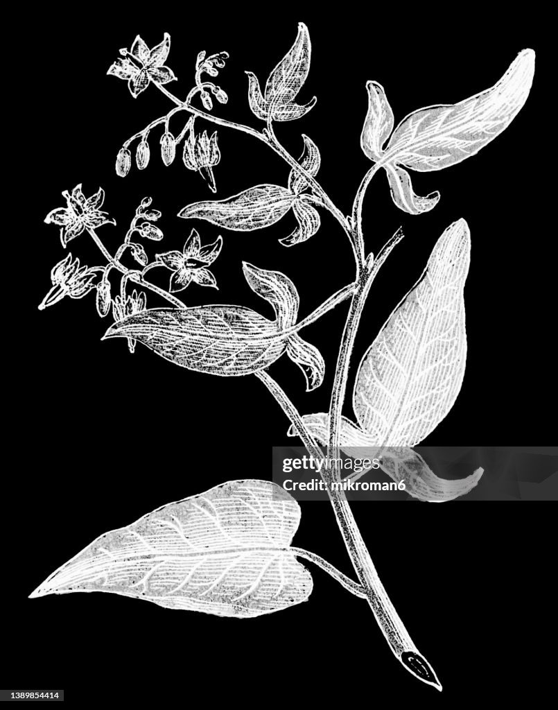 Old chromolithograph illustration of Oriental bittersweet, Chinese bittersweet, Asian bittersweet, round-leaved bittersweet, and Asiatic bittersweet (Celastrus orbiculatus)