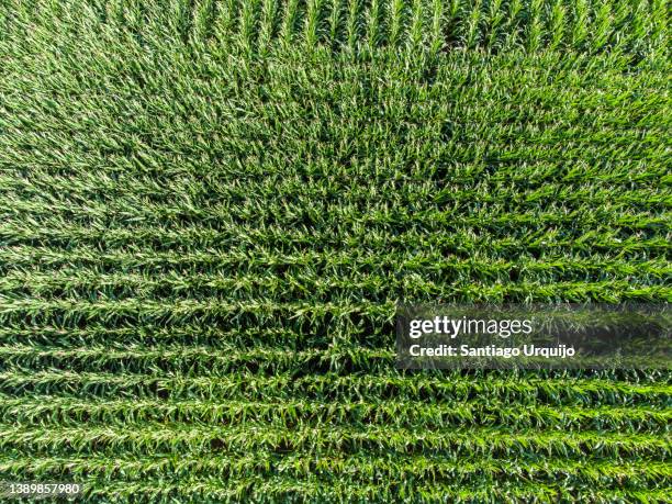 aerial view of a corn field - hainaut 個照片及圖片檔